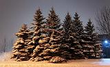 Snow-Laden Trees_11712-4